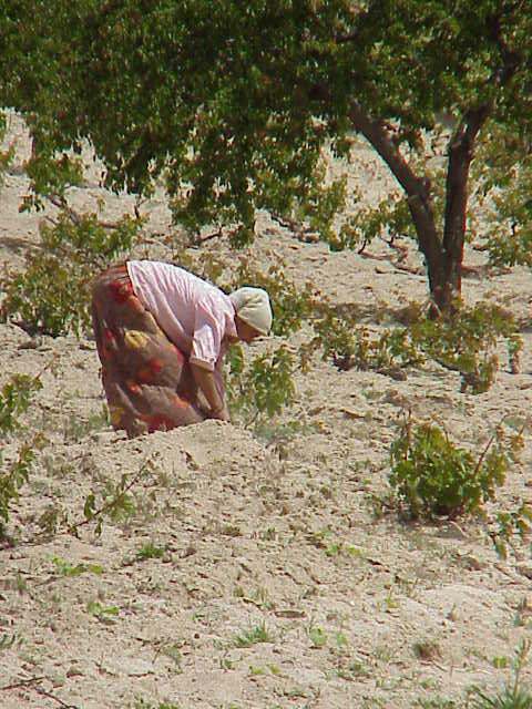  Women working in fields Kizilcukur   Cappadocia